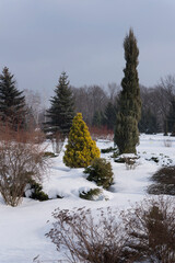 coniferous and deciduous trees in park at vinter