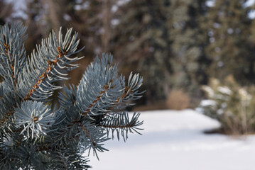 blue spruce twig close up at distant trees, winter background