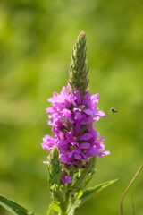 Fototapeta premium Purple loosestrife in bloom closeup with insect coming and green blurred background