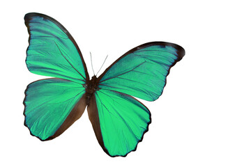 Butterfly Morpho Didius. Morpha Isolate