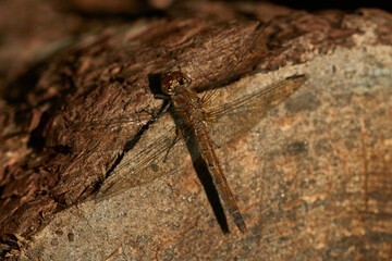 Große Heidelibelle (Sympetrum striolatum) Weibchen	