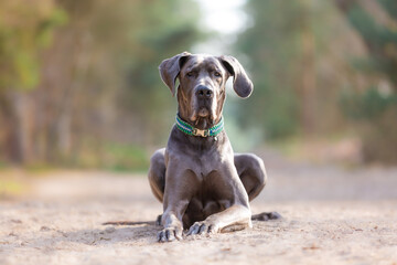 Grey Great Dane lying in the middele of sand path looking straight at the camera