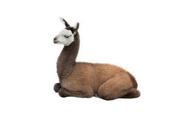 little llama isolated on white background © fotomaster