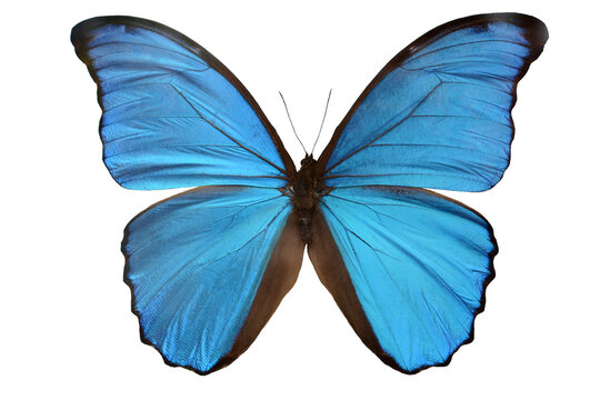 Blue Fake Butterfly Isolated Stock Photo - Download Image Now