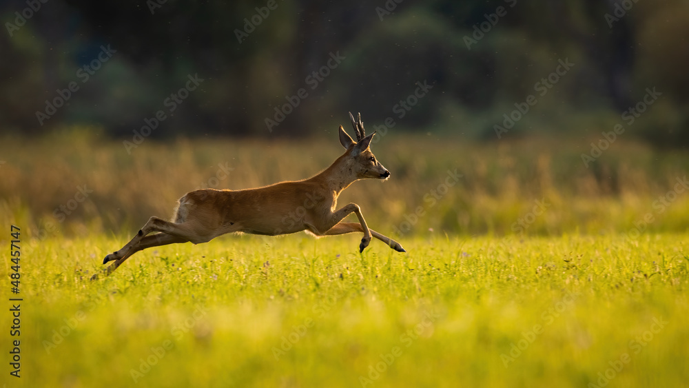 Wall mural roe deer, capreolus capreolus, running on green meadow in summer sunlight. roebuck sprinting on fiel