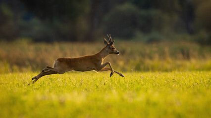 Roe deer, capreolus capreolus, running on green meadow in summer sunlight. Roebuck sprinting on...