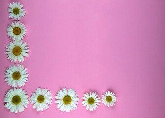 Chamomile on a colored background