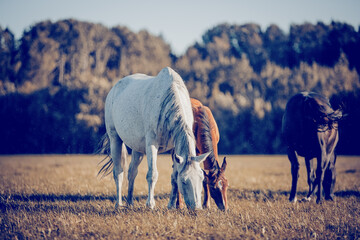 Horses grazing in the field. Rural landscape.