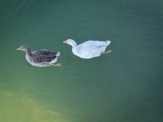 Two enamored ducks swim in the lake.