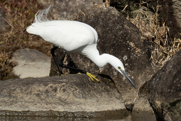 狙いを定めるコサギ
