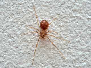 Tiger spider. Genus Scytodes. A member of Spitting Spiders. Family Scytodidae