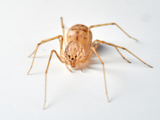 Tiger spider. Genus Scytodes. A member of Spitting Spiders. Family Scytodidae