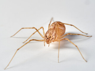 Tiger spider. Genus Scytodes. A member of Spitting Spiders. Family Scytodidae