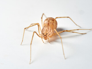 Tiger spider. Genus Scytodes. A member of Spitting Spiders. Family Scytodidae