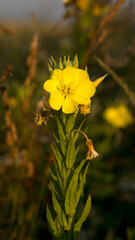 Bright summer flowers in early morning sunlight