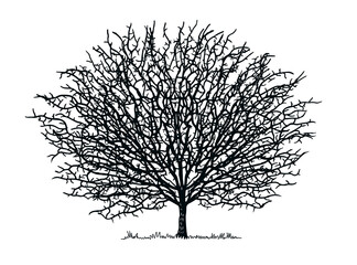 Silhouette round tree with branches on a white background. Vector illustration 