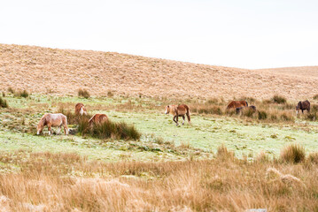 Naklejka na ściany i meble Welsh Mountain Ponies in Brecon Beacons National Park