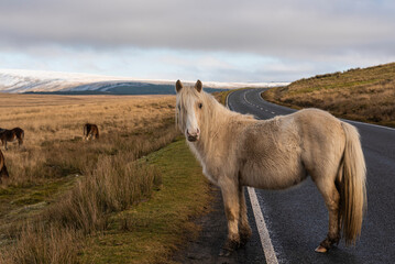 Welsh Mountain Ponies in Brecon Beacons National Park
