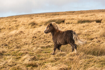 Welsh Mountain Ponies in Brecon Beacons National Park