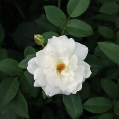 White rose flower in the garden
