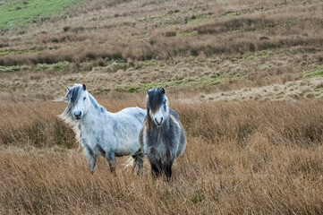 Welsh Mountain Ponies in Brecon Beacons National Park