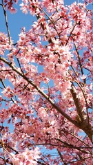 pink cherry blossom