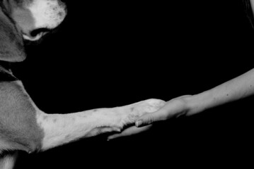 Fototapeta na wymiar photo monochrome . The background is black . The man 's hand is open in the palm of his hand . On top of the hand lies the paw of a beagle dog.