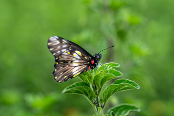 butterfly in the natural habitat. Butterfly in the green forest.