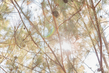 pine trees in the forest and warm light sun ray with bokeh 