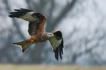 Red Kite (Milvus milvus) flying low across the countryside of Wales in the United Kingdom.