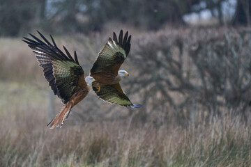 Red Kite (Milvus milvus) flying low to pick up food at Gigrin Farm in Wales, United Kingdom.