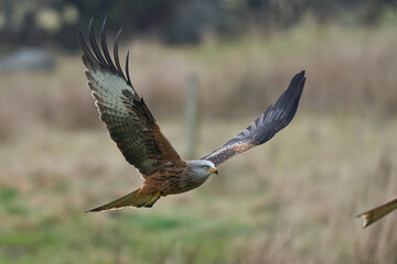 Red Kite (Milvus milvus) flying low across the countryside of Wales in the United Kingdom.