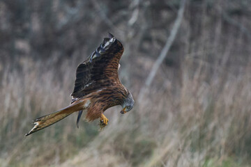 Red Kite (Milvus milvus) feeding from food held in its talons whilst flying.