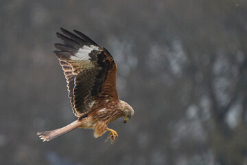 Red Kite (Milvus milvus) feeding from food held in its talons whilst flying.