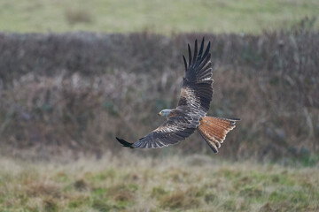 Red Kite (Milvus milvus) flying low across the countryside of Wales in the United Kingdom.