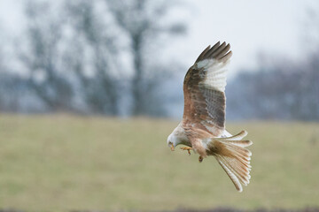 Rare white or leucistic Red Kite (Milvus milvus) flying across the countryside of Wales, United Kingdom.