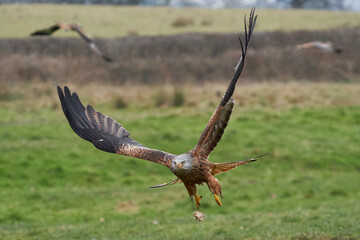 Red Kite (Milvus milvus) flying low across the countryside of Wales in the United Kingdom.
