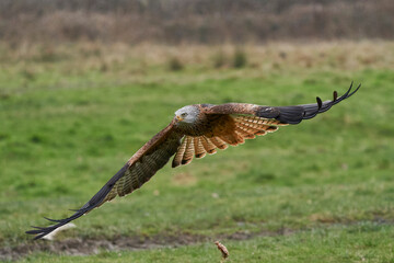 Red Kite (Milvus milvus) flying low across the countryside of Wales in the United Kingdom.