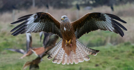 Red Kite (Milvus milvus) flying low to pick up food at Gigrin Farm in Wales, United Kingdom.