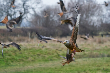 Red Kite (Milvus milvus) flying low to pick up food at Gigrin Farm in Wales, United Kingdom.