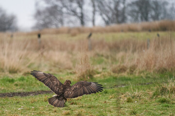Buzzard (Buteo Buteo) at Gigrin Farm in Wales, United Kingdom.