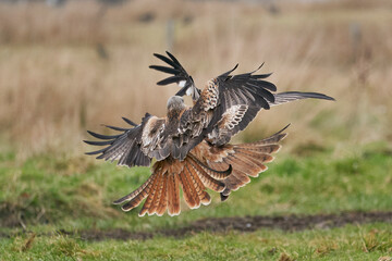 Red Kite (Milvus milvus) clash as they fly low to pick up food at Gigrin Farm in Wales, United Kingdom.