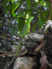 iguana on a tree