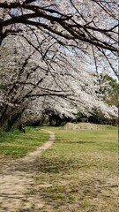 Obraz premium spring in the park