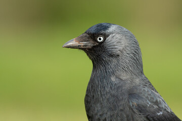 Western jackdaw (Coloeus monedula) close up portrait, profile view, Bristol, UK
