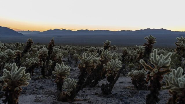 Time Lapse Sunrise at Cholla Cactus Garden in Joshua Tree National Park