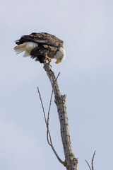 Adult eagle perched and watching its surroundings.