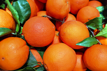 Large juicy fruits of oranges with fresh bright green leaves. Healthy ripe delicious fruits for human health.