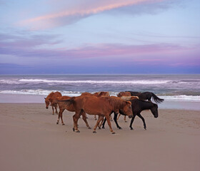 Fototapeta na wymiar Wild horses on the beach at sunset in Corolla North Carolina