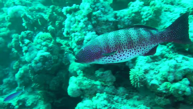 Leopard Grouper (Plectropomus pessuliferus) swims slowly along the coral reef, large specimens live at depths.